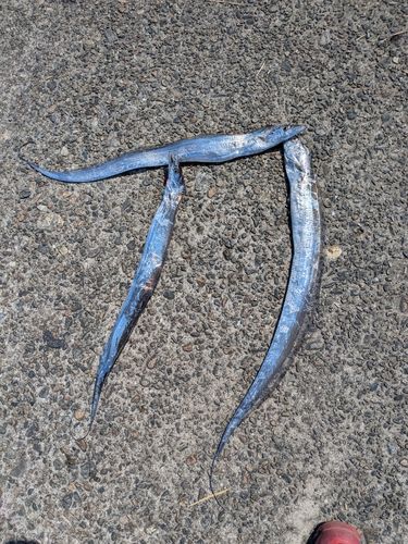 タチウオの釣果