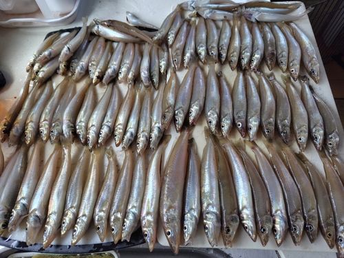 キスの釣果