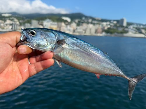 ヒラソウダの釣果
