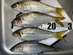コノシロの釣果