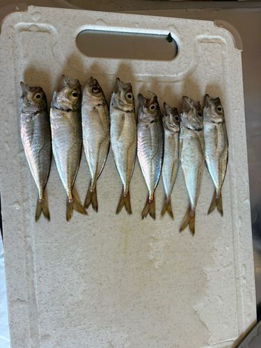アジの釣果