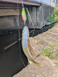 釣果