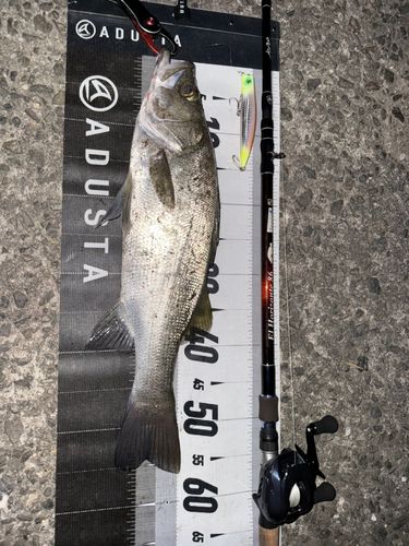 ヒラスズキの釣果