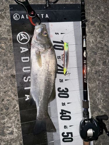 ヒラスズキの釣果