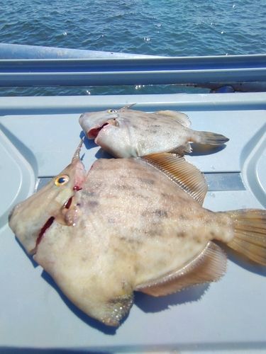 カワハギの釣果