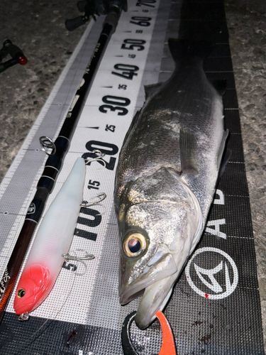 ヒラスズキの釣果