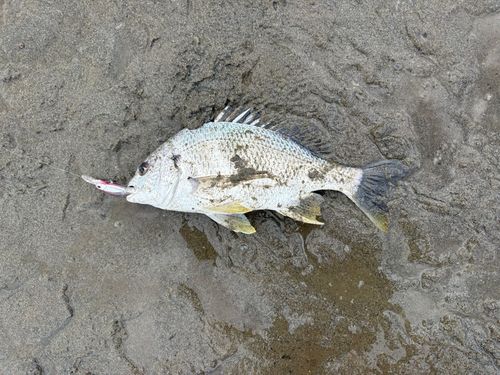 キビレの釣果