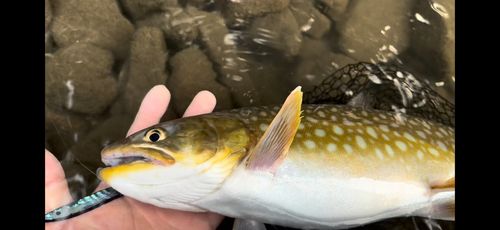 アメマスの釣果