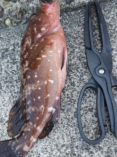 キジハタの釣果