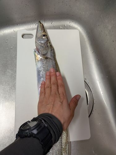 タチウオの釣果