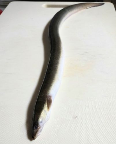 ウナギの釣果