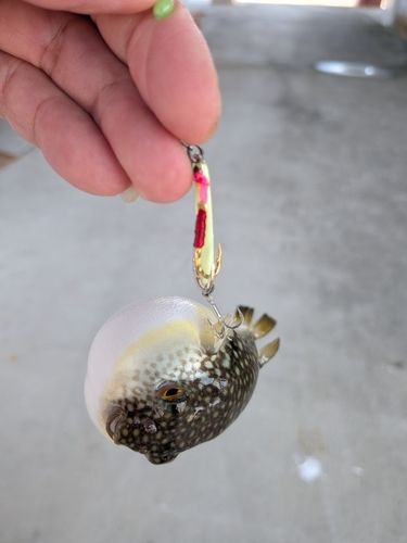 フグの釣果