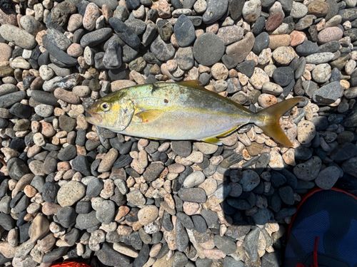 ツバスの釣果