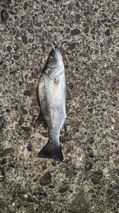 セイゴ（ヒラスズキ）の釣果