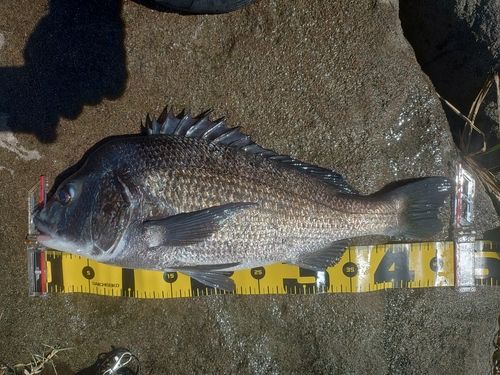 チヌの釣果