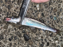 カマスの釣果