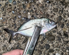 メッキの釣果