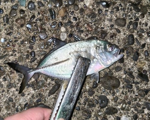 メッキの釣果