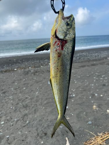 シイラの釣果