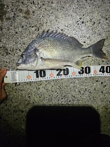 キビレの釣果
