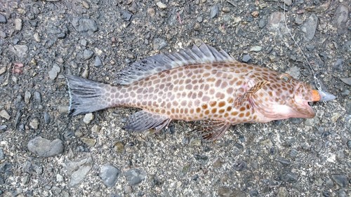 オオモンハタの釣果