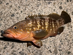 キジハタの釣果
