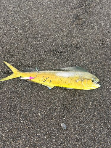 シイラの釣果