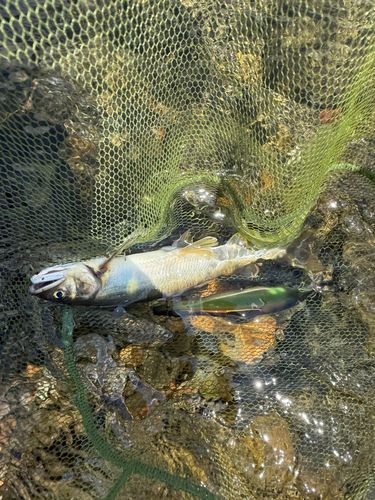 アユの釣果