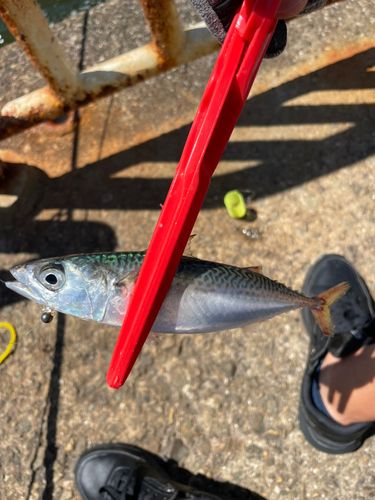 サバの釣果