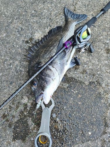 チヌの釣果
