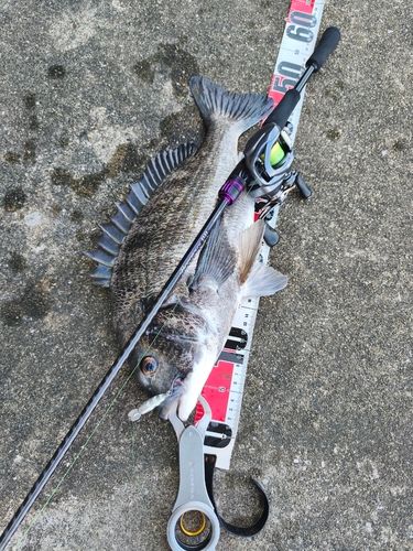 チヌの釣果