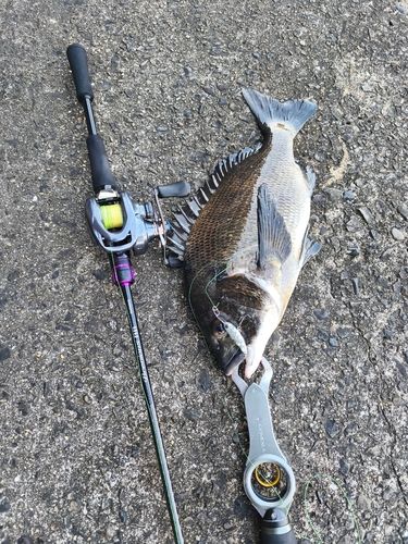 チヌの釣果