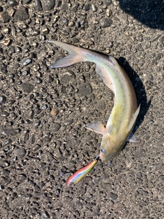 アメリカナマズの釣果