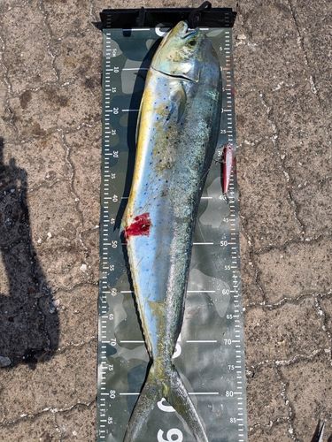 シイラの釣果