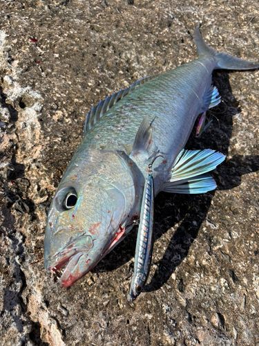アオチビキの釣果