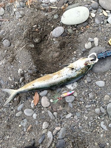 シイラの釣果