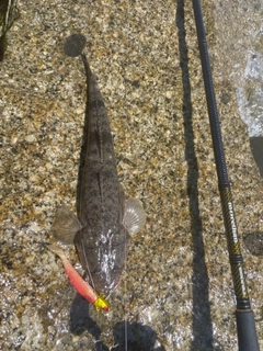 マゴチの釣果
