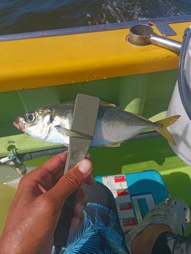 マアジの釣果