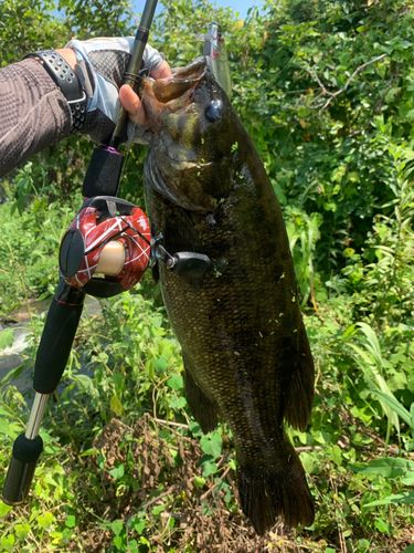 スモールマウスバスの釣果