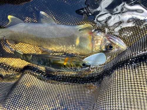アユの釣果