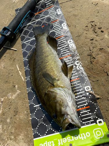 スモールマウスバスの釣果