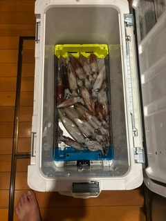 マイカの釣果