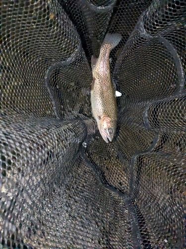 ニジマスの釣果