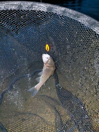 ニジマスの釣果