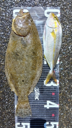 ヒラメの釣果