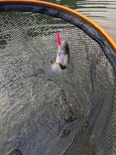 ニジマスの釣果
