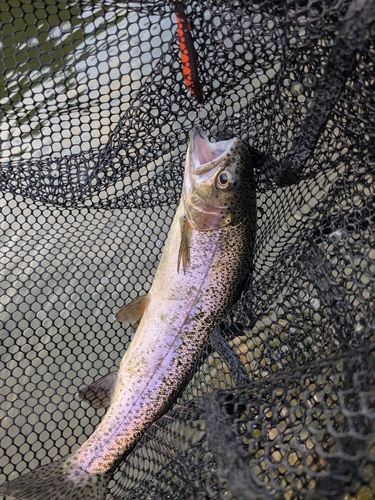 ニジマスの釣果