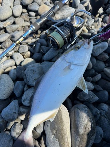 ショゴの釣果