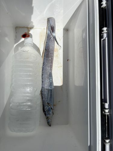 タチウオの釣果
