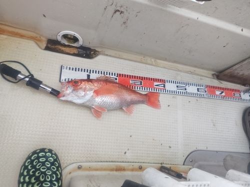 アカムツの釣果